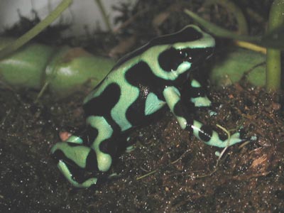 D. auratus