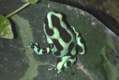 D. auratus
