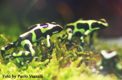 D. auratus