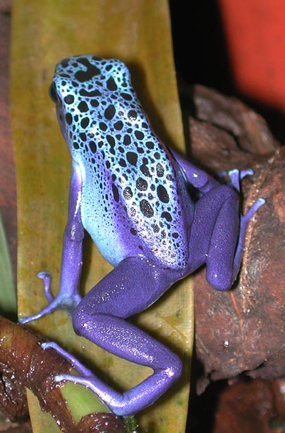 D. azureus