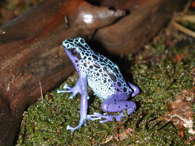 D. azureus