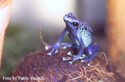 D. azureus