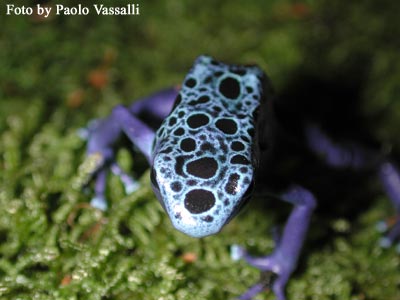 D. azureus
