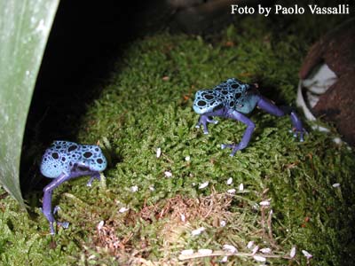 D. azureus
