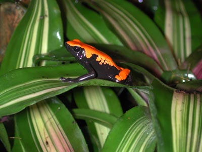 D. galactonotus