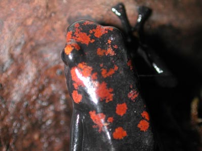 D. galactonotus