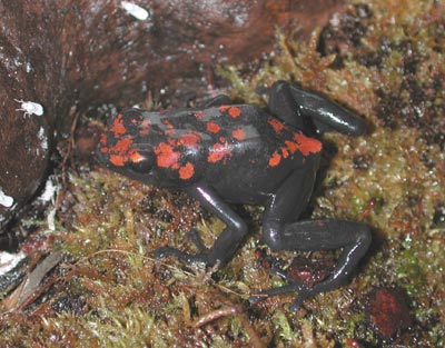 D. galactonotus