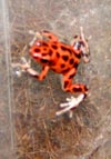 D. pumilio (bastimentos)