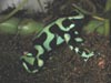 D. auratus
