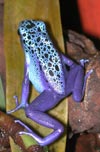 D. azureus