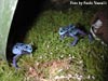 D. azureus