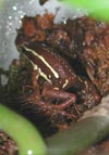 E. tricolor