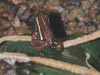 E. tricolor