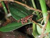 E. tricolor