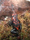 D. galactonotus