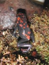 D. galactonotus