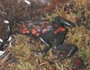 D. galactonotus