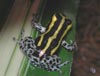 D. imitator 