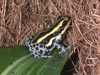 D. imitator 