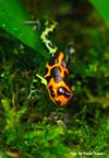 D. imitator intermedius
