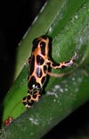 D. imitator intermedius