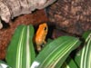 P. terribilis