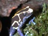 D. tinctorius