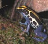 D. tinctorius