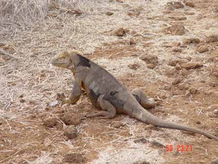 iguana terrestre